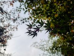 -秋霞圃