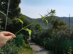 -树山生态村