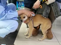 -宠颐生中康贝怡动物医院