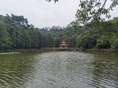 -深圳仙湖植物园