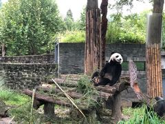 -都江堰中华大熊猫苑