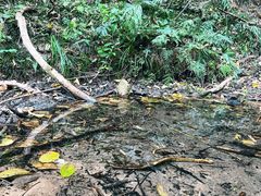 -素山寺森林公园