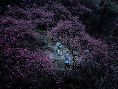 -新建村梅花