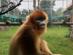 -西安秦岭野生动物园