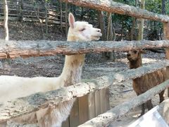 -清迈夜间动物园