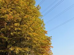 -昆山城市生态森林公园