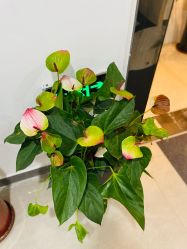 -芮娅时光半永久纹眉·美甲美睫·皮肤管理