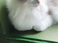 -猫猫幼稚园·撸猫·桌游·电玩