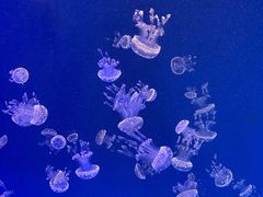 -上海海昌海洋公园