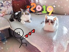 -猫大福·Fortune Cat猫舍(百子湾店)