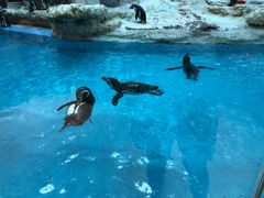 -帝企鹅自助餐厅•儿童岛•真企鹅(长隆企鹅酒店)