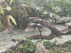 -广州长隆飞鸟乐园