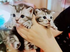 -十年猫舍·猫咪专门店(普陀店)
