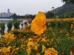 -顺峰山公园