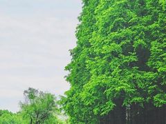 -宜兴龙背山森林公园