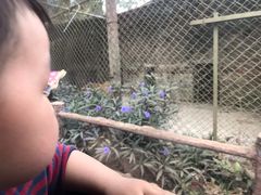 -海南热带野生动植物园