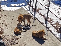 -大连森林动物园