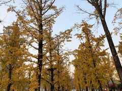 -百林公园-两江幸福广场