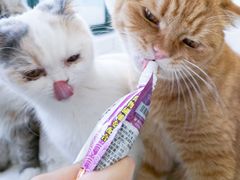 -喵的天空名猫咖啡馆·撸猫·猫舍·用品