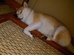 -深圳观澜格兰云天国际酒店