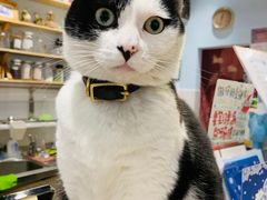 -猫的天空之城概念书店(杭州南宋御街店)