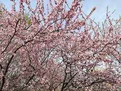 -桃花堤公园