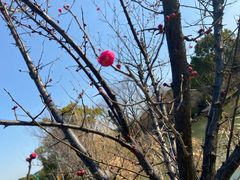 -昆山城市生态森林公园