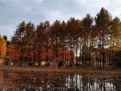 -长广溪湿地公园