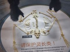-昆明动物博物馆