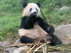 -都江堰中华大熊猫苑