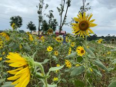 -紫颐香薰山谷景区