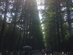 -黄海国家森林公园