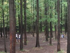 -日照海滨国家森林公园