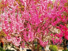 景点-海棠花溪(元大都城垣遗址公园)