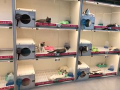 -lincat·猫舍(广州店)