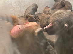 -西安秦岭野生动物园