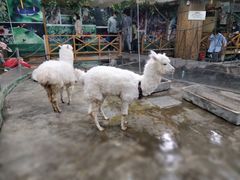 -上海大自然野生昆虫馆(东方明珠·爬宠昆虫探索中心)