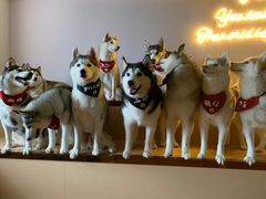 -Husky Go! 哈士奇体验馆·宠物咖啡厅狗咖