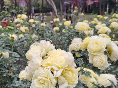 -人民公园(罗湖区)