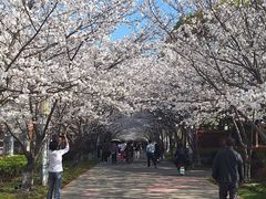 -高东镇樱花园