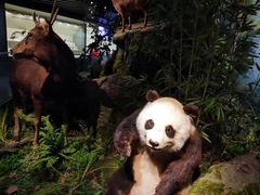 -四川大学博物馆