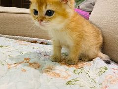 -猫十亿·布偶金渐层·曼基康矮脚猫舍(青年路店)