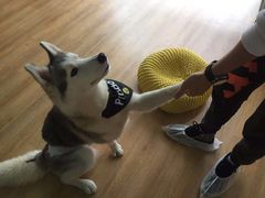 -Husky Go! 哈士奇体验馆·宠物咖啡厅狗咖