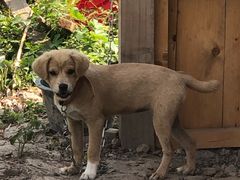 -同銮特种养殖场·龙虾垂钓