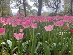-上海鲜花港