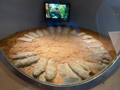 -河南自然博物馆