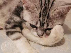 -萌兽医馆·犬猫专科·眼科中心·宠物医院(朝阳门分院)