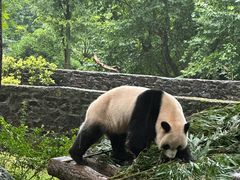 -都江堰中华大熊猫苑