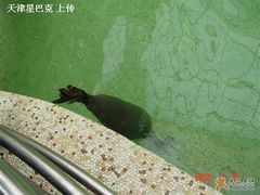 海豹-绿色时代大酒店