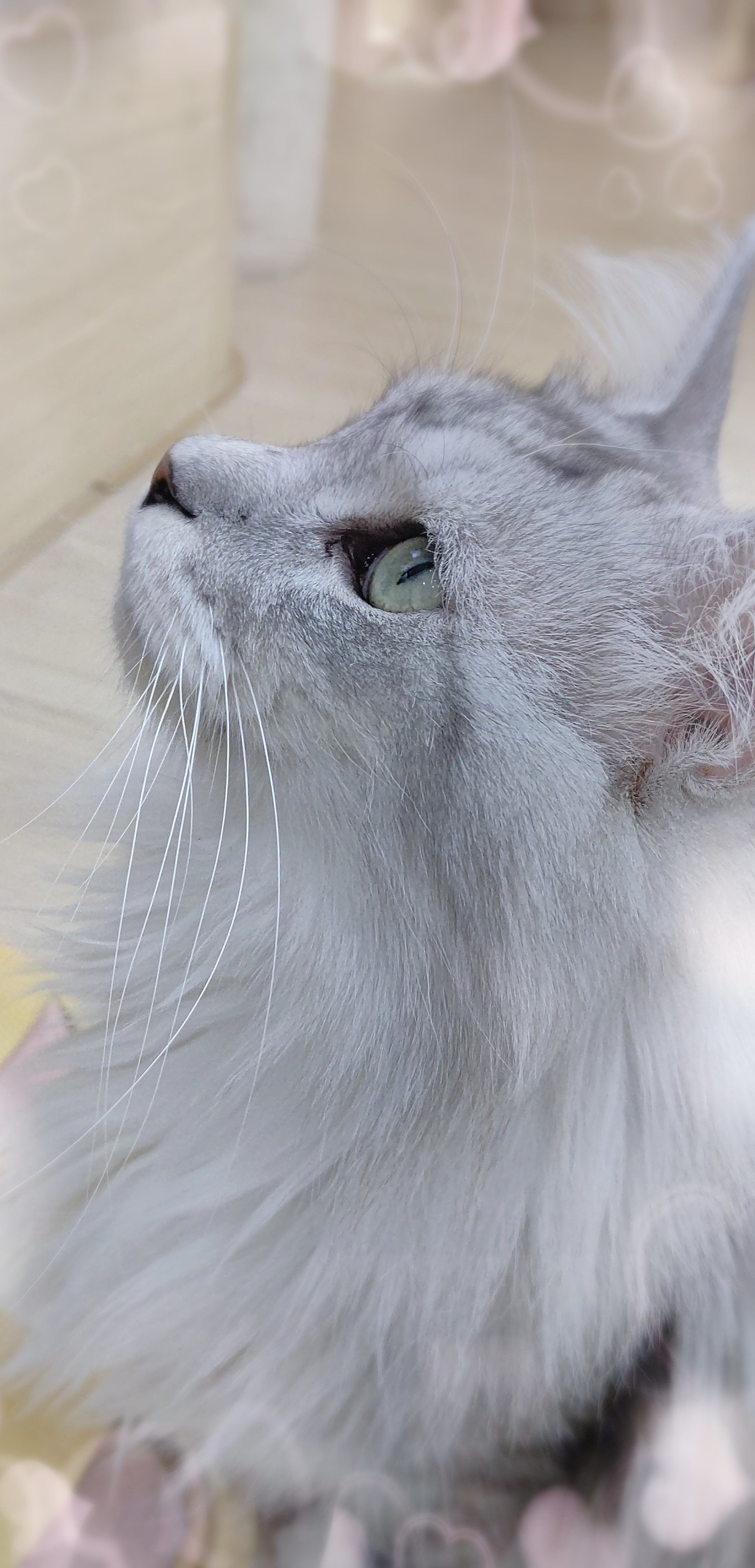 侧脸杀!谁说猫咪只能卖萌?来东方文德撸猫